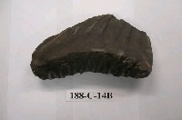 藏品(劍齒象臼齒)的圖片